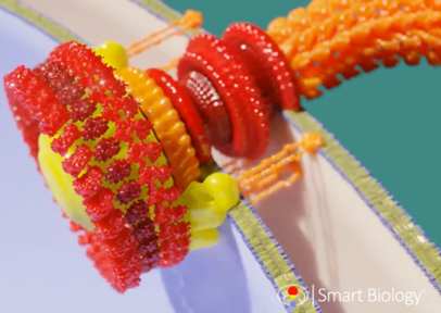 bacterial-flagellum-simulation.png